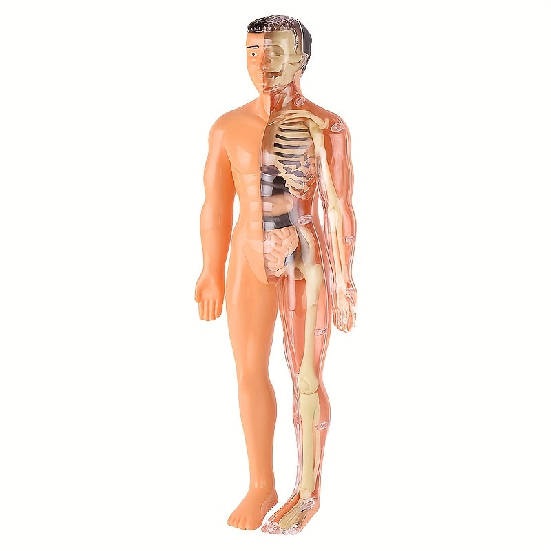 30-Piece Human Anatomy Model Set Removable Skeleton and Torso STEM Kit for Teens