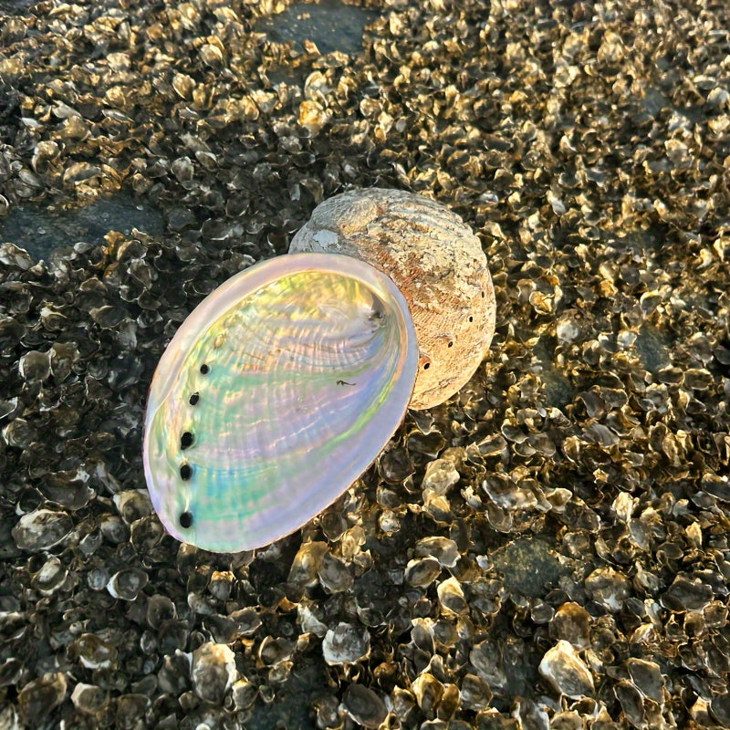 Large Abalone Shell Incense Burner for Sage Burning Home Decor 6.86-14.07 cm