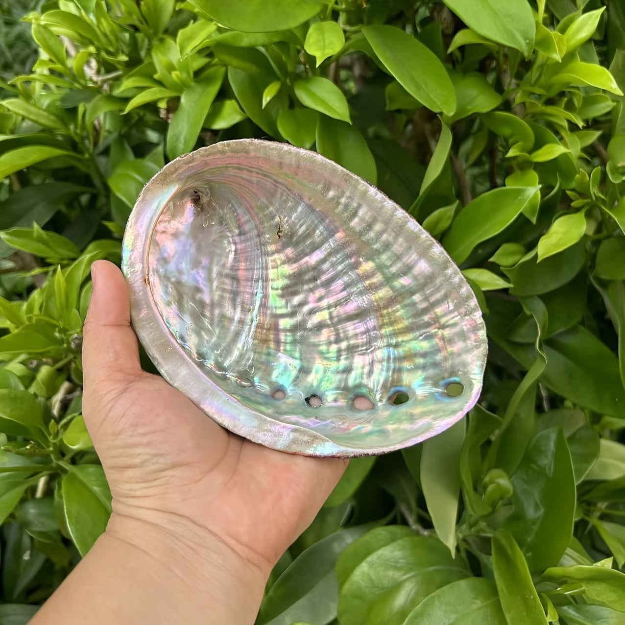 Large Abalone Shell Incense Burner for Sage Burning Home Decor 6.86-14.07 cm