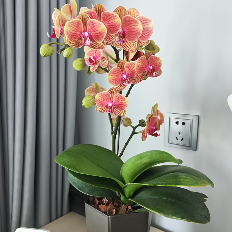 Pine Bark Orchid Growing Medium 1-3cm Breathable Moisture Retaining Wooden Material