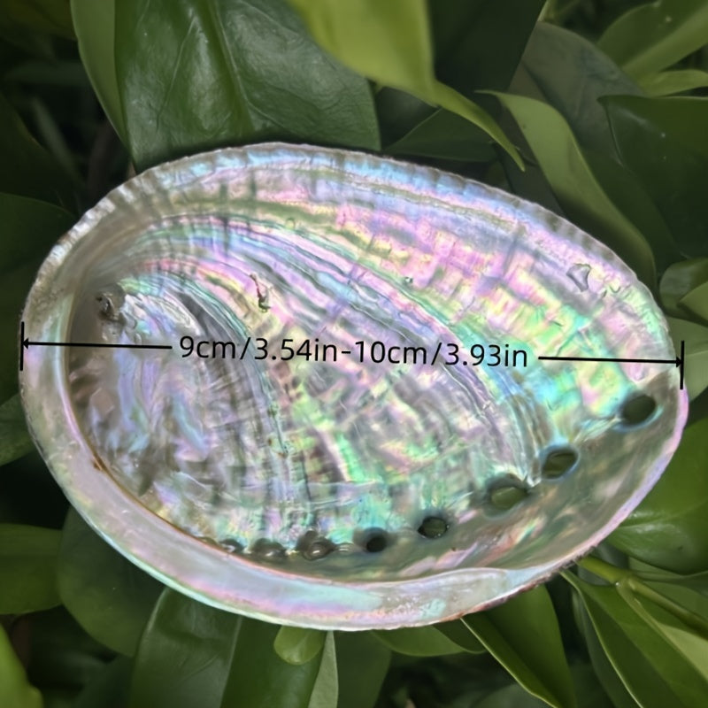 Large Abalone Shell Incense Burner for Sage Burning Home Decor 6.86-14.07 cm
