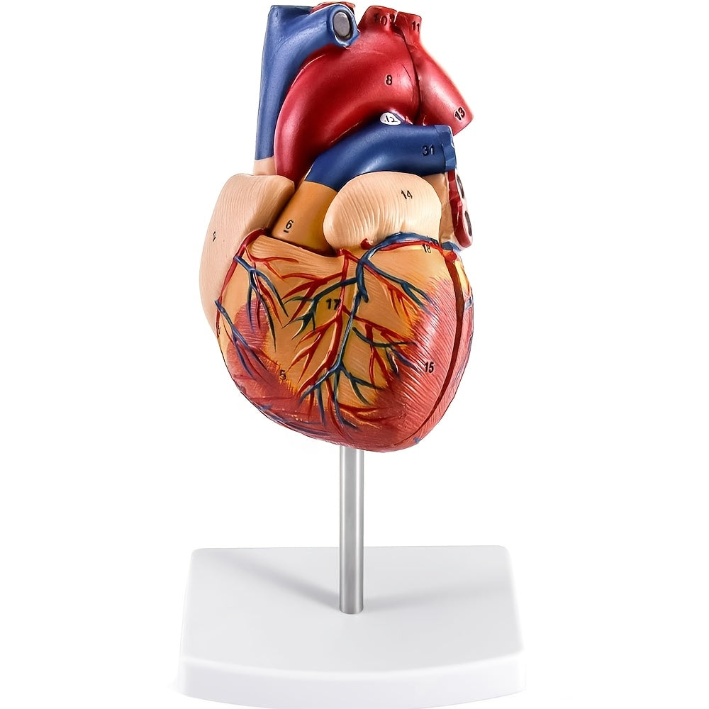 Deluxe hayot o'lchamidagi yurak modeli, 34 tuzilmani o'z ichiga oladi, magnit dizayn, o'rnatilgan ko'rsatma poyasi va batafsil qo'llanma.