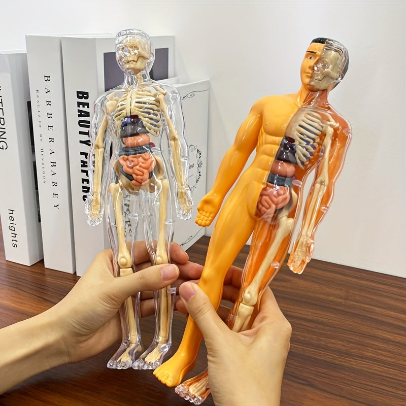 30-Piece Human Anatomy Model Set Removable Skeleton and Torso STEM Kit for Teens
