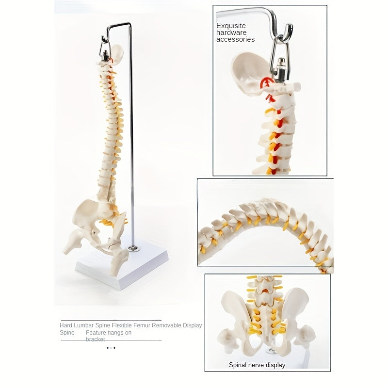 45cm Flexible Human Spine Model with Stand for Medical Teaching Educational Anatomy Ages 14+