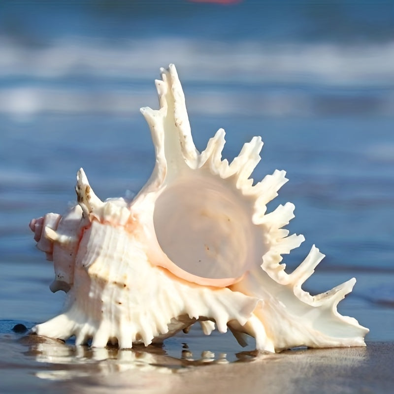 Natural Seashells for Aquarium Decor Fish Tank Landscaping