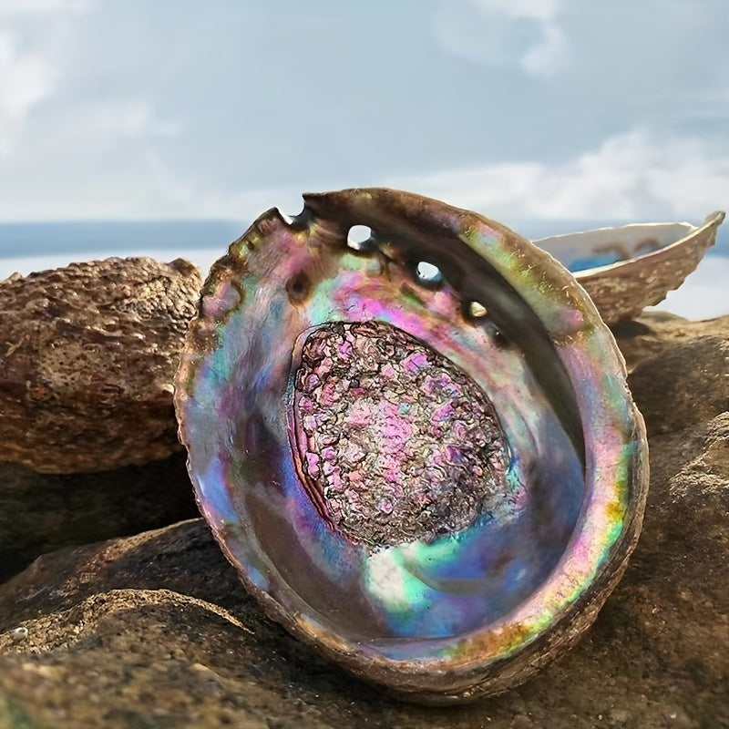 Large Abalone Seashells for Smudging Incense Burning Home Decor Pack of 1 or 2 10.16-12.7cm