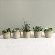 Artificial Succulent Plants Set with Potted Bonsai Desktop Decor in Paper Pulp