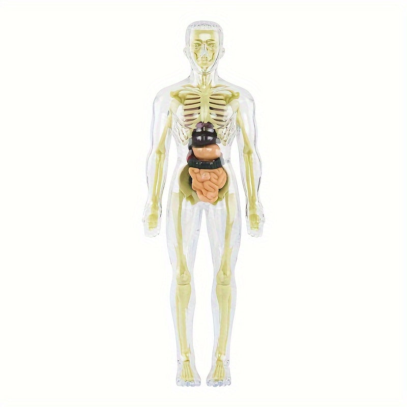 Children's Human Anatomy Model Set 30 Pieces Removable Skeleton and Torso Educational STEM Toy for Kids and Teens