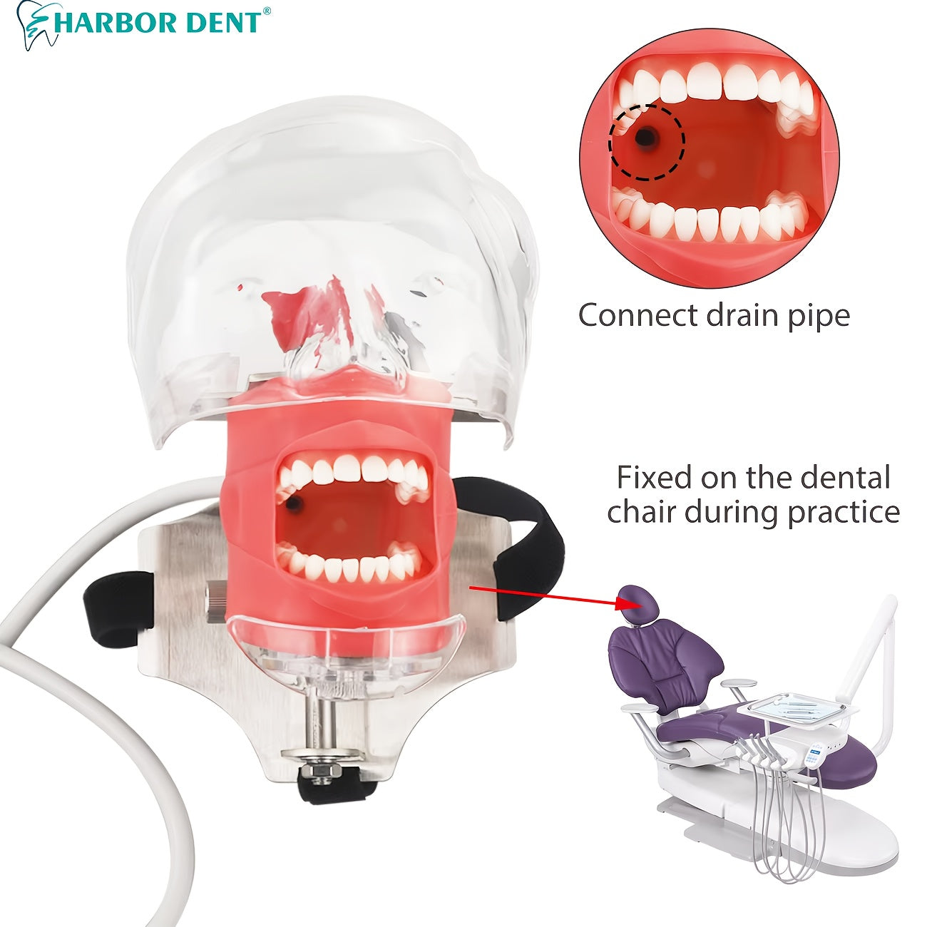 Dental Simulation Head Model with Removable Teeth for Orthodontic Education and Training