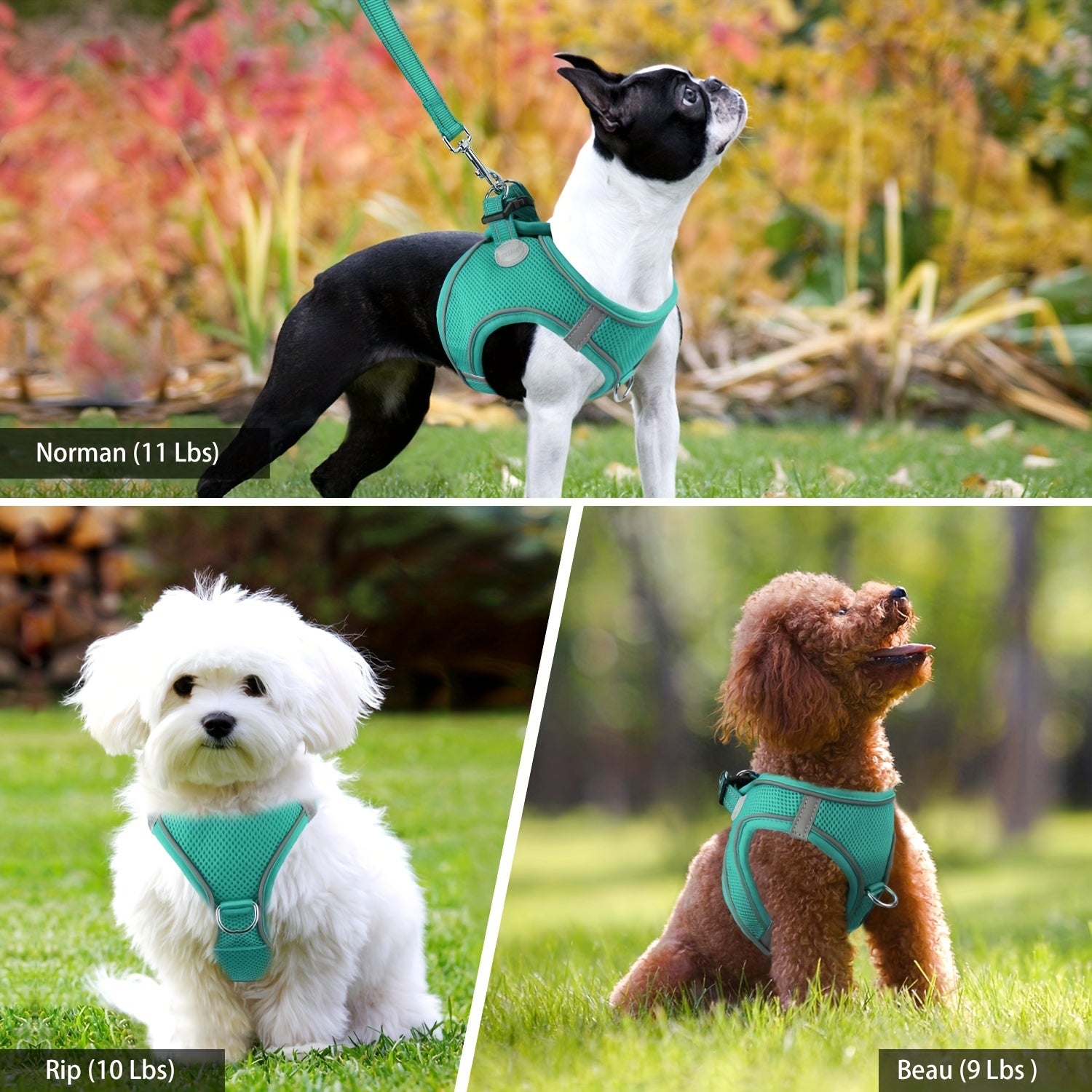 Reflective Dog Harness and Leash Set for Small to Medium Breeds Mesh Padded Nylon No-Choke Safety