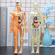 Children's Human Anatomy Model Set 30 Pieces Removable Skeleton and Torso Educational STEM Toy for Kids and Teens