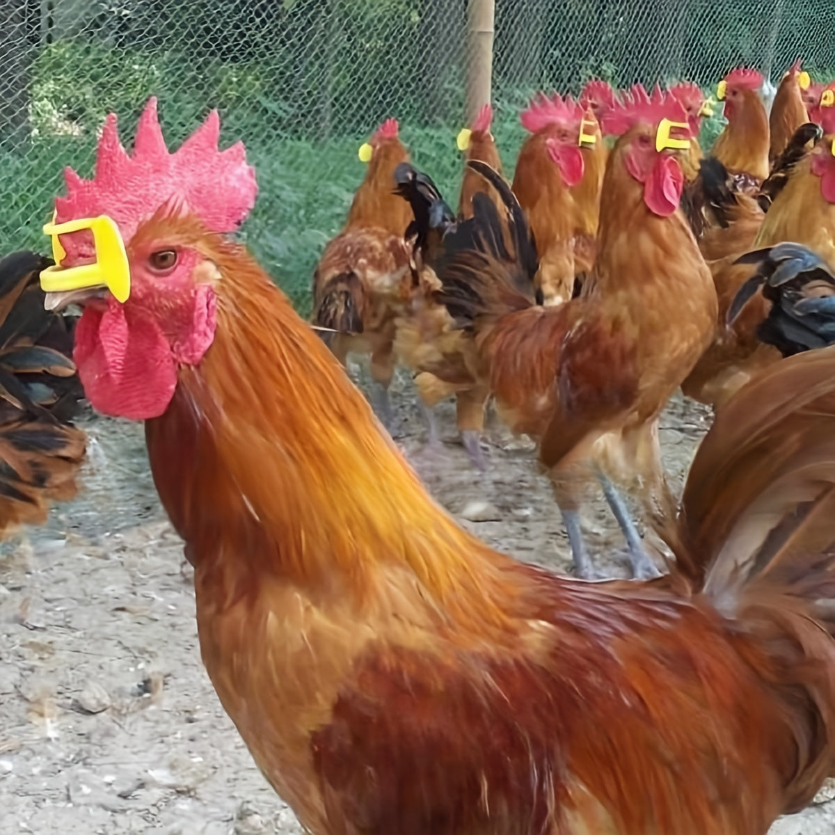 20 dona Anti-Peck tovuq shishlari o'rta va katta tovuqlar uchun 0.45-1.36 KG Qayta ishlatiladigan