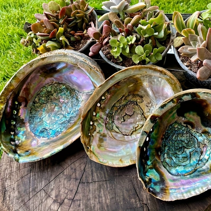 Large Abalone Shell Bowl for Smudging 9.65-11.94 cm