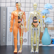 30-Piece Human Anatomy Model Set Removable Skeleton and Torso STEM Kit for Teens