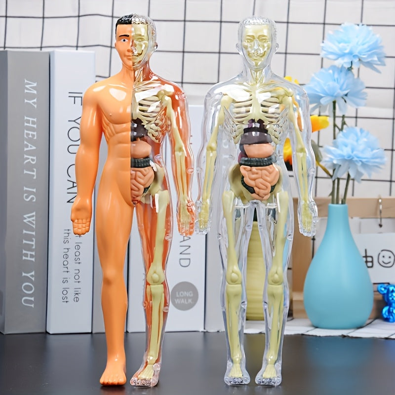30-Piece Human Anatomy Model Set Removable Skeleton and Torso STEM Kit for Teens