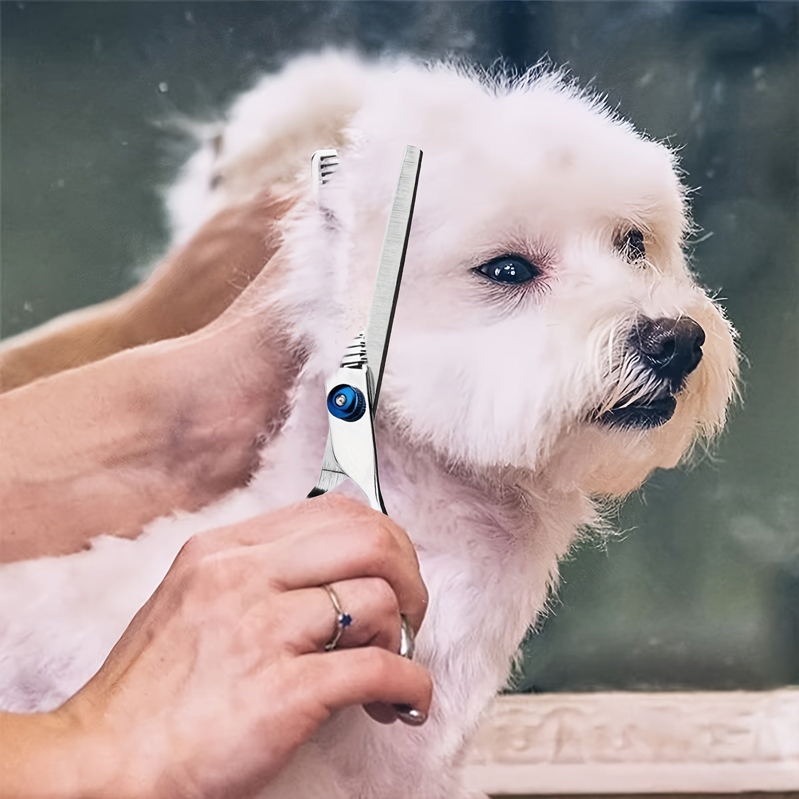 Pet Grooming Kit Stainless Steel Includes Blue Trimming Scissors Curved Scissors Combs for Dogs