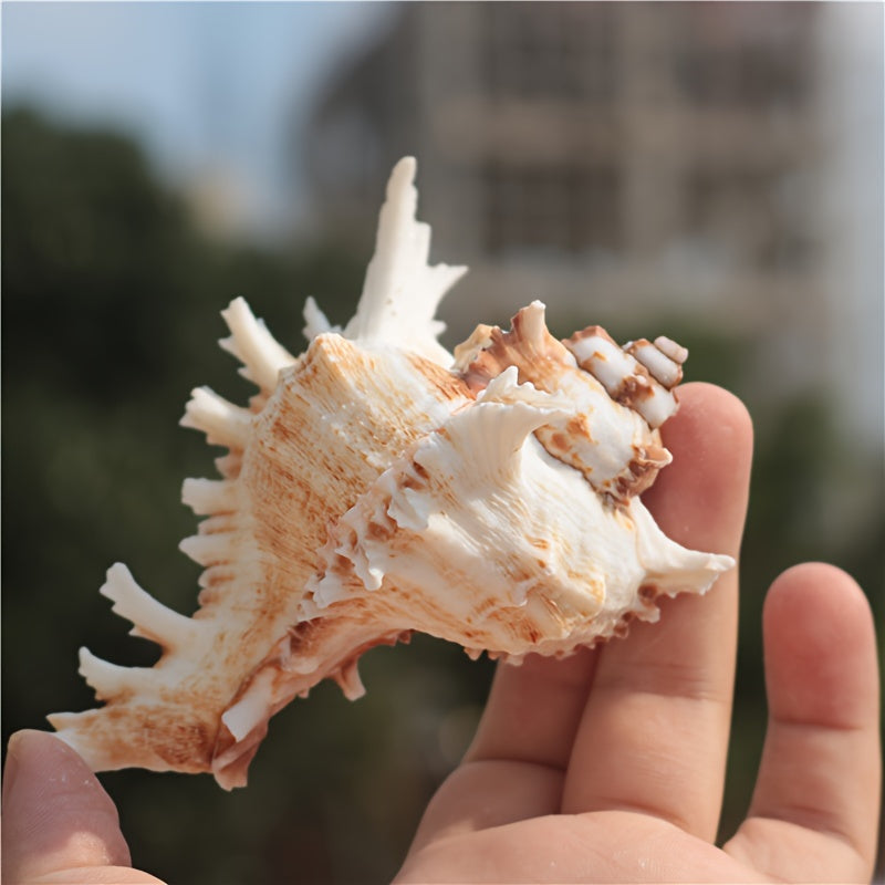 Mediterranean Conch Shell Aquarium Decor for Fish Tanks and Snail Habitats