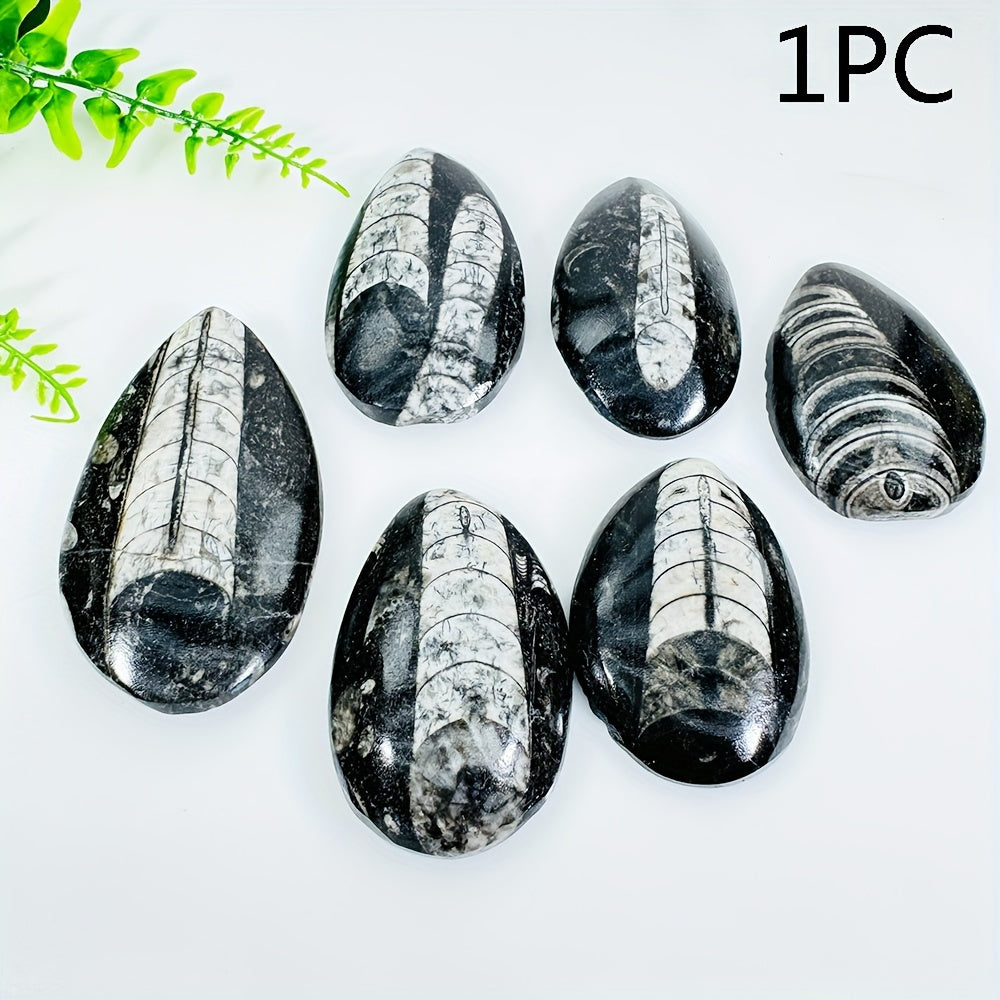 Natural Trilobite Stone with Unique Patterns for Decor and Educational Display