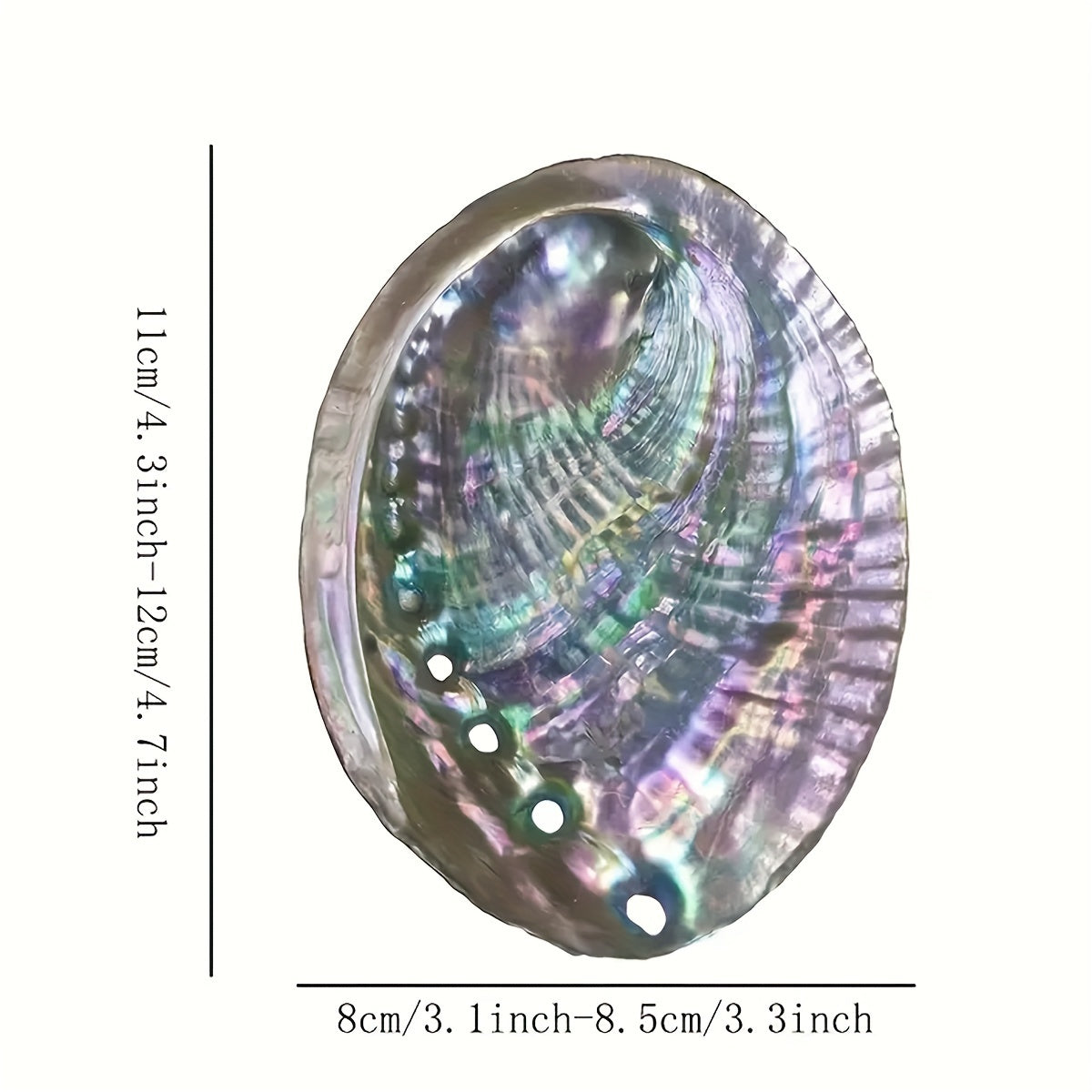 Large Abalone Shell Bowl for Smudging 9.65-11.94 cm