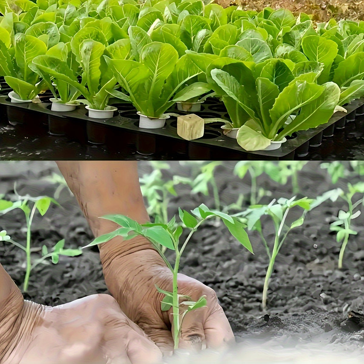 Pack of 100 Square Soilless Seedling Trays for Plant Germination and Seedling Tools