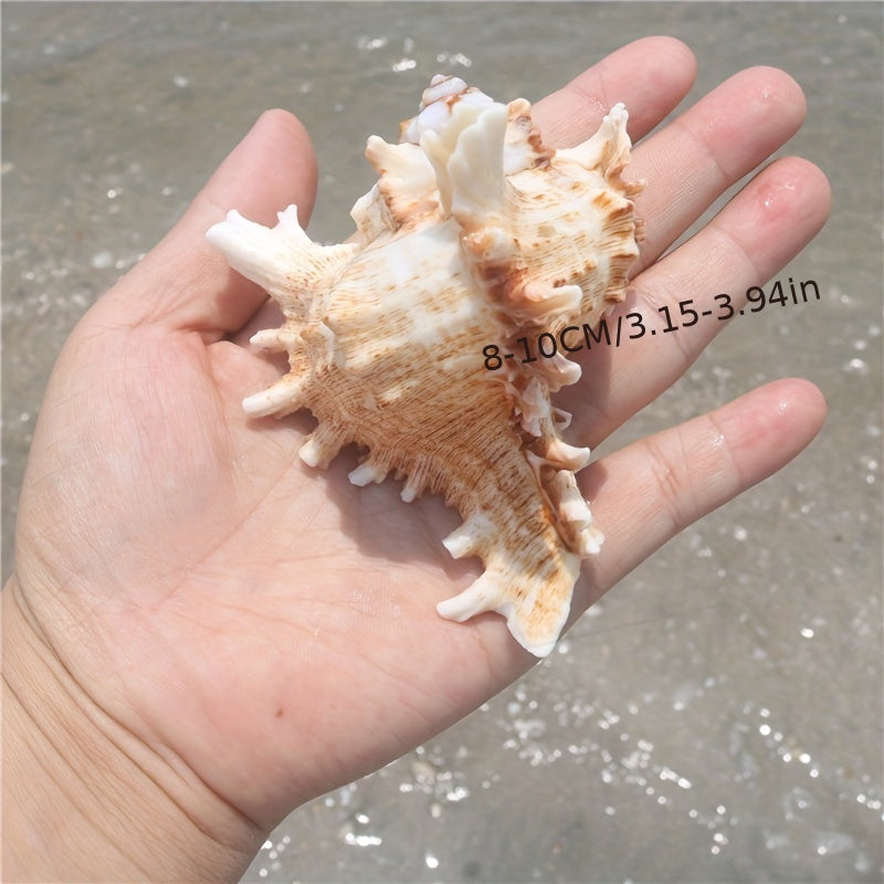 Small Aquarium Decoration Conch Shell with Snail Chrysanthemum Design