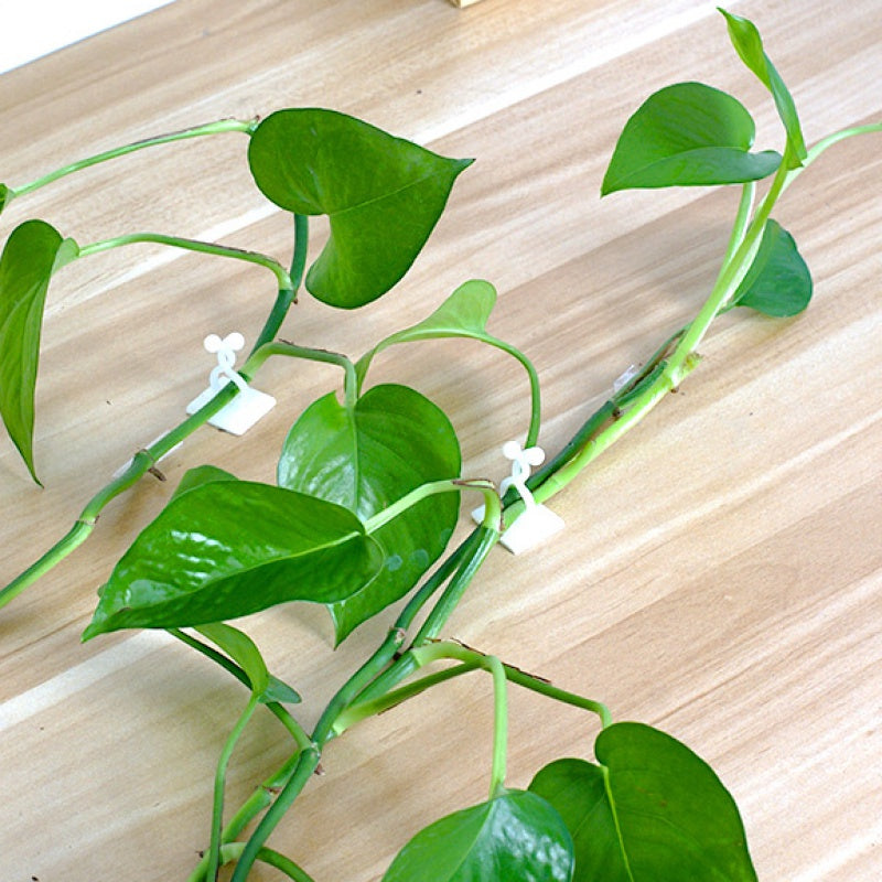 Self-Adhesive Plant Climbing Wall Fasteners Set of 10 or 30 White Garden Vines Support