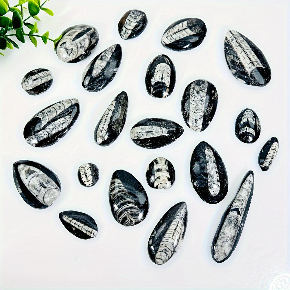 Natural Trilobite Stone with Unique Patterns for Decor and Educational Display