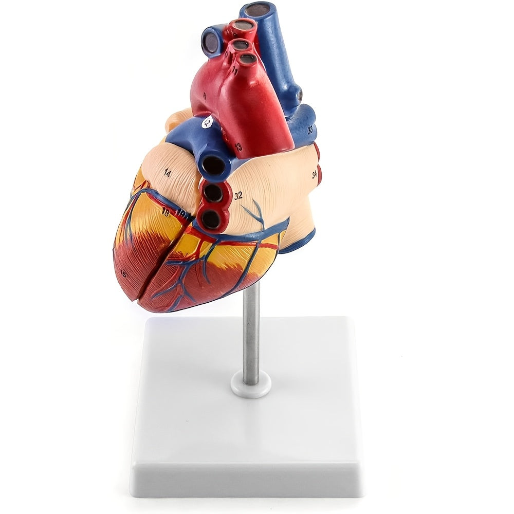 Deluxe hayot o'lchamidagi yurak modeli, 34 tuzilmani o'z ichiga oladi, magnit dizayn, o'rnatilgan ko'rsatma poyasi va batafsil qo'llanma.
