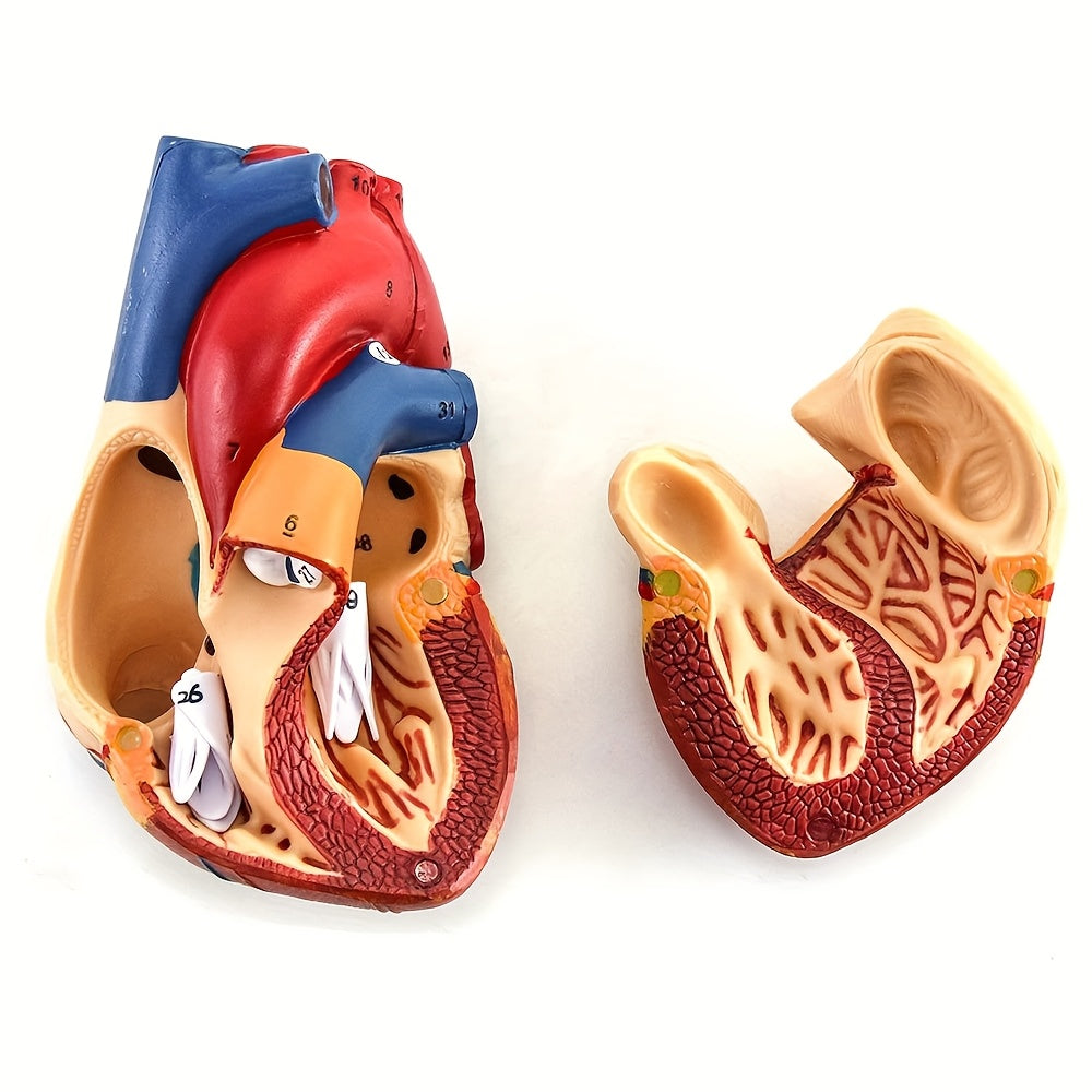 Life-Size Human Heart Model with 34 Structures Magnetic Display Base
