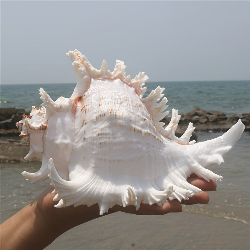 Natural Seashells for Aquarium Decor Fish Tank Landscaping