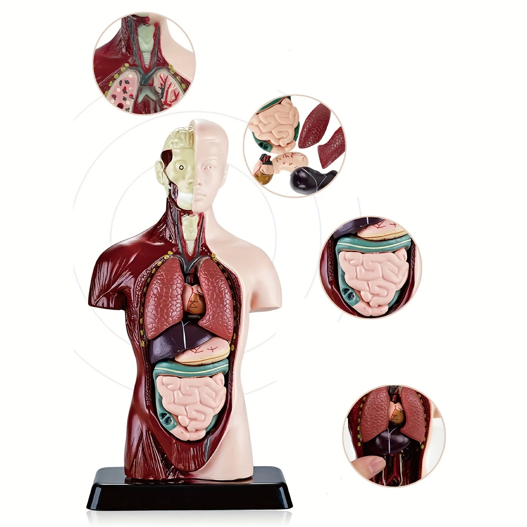 Kit de modelos de esqueleto para educación STEM y aprendizaje de anatomía con ensamblaje de órganos