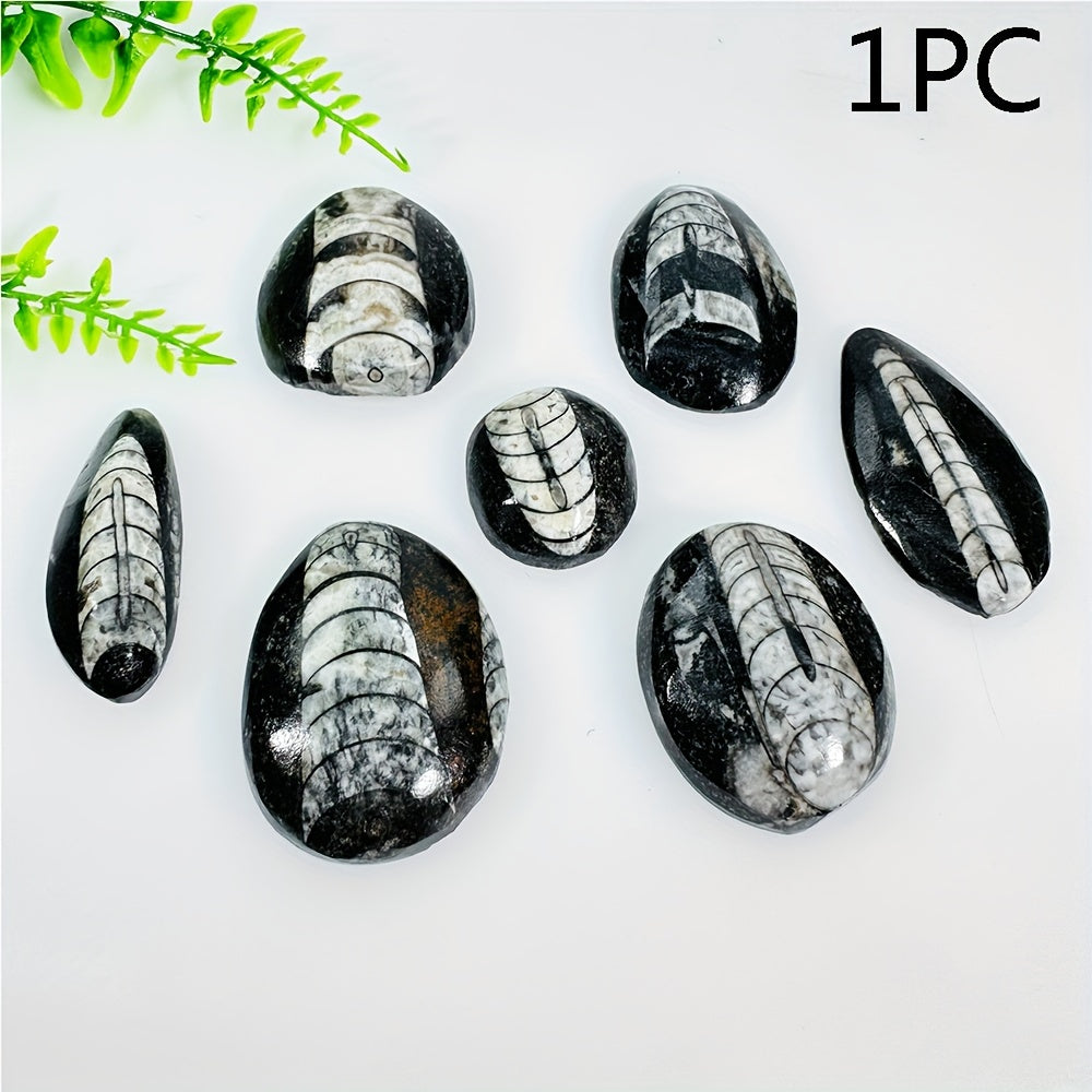 Natural Trilobite Stone with Unique Patterns for Decor and Educational Display