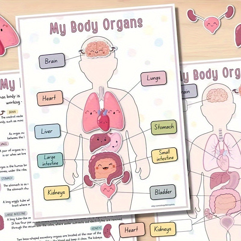 Human Anatomy Busy Book for Kids Interactive Organ Matching Educational Toy Travel Edition