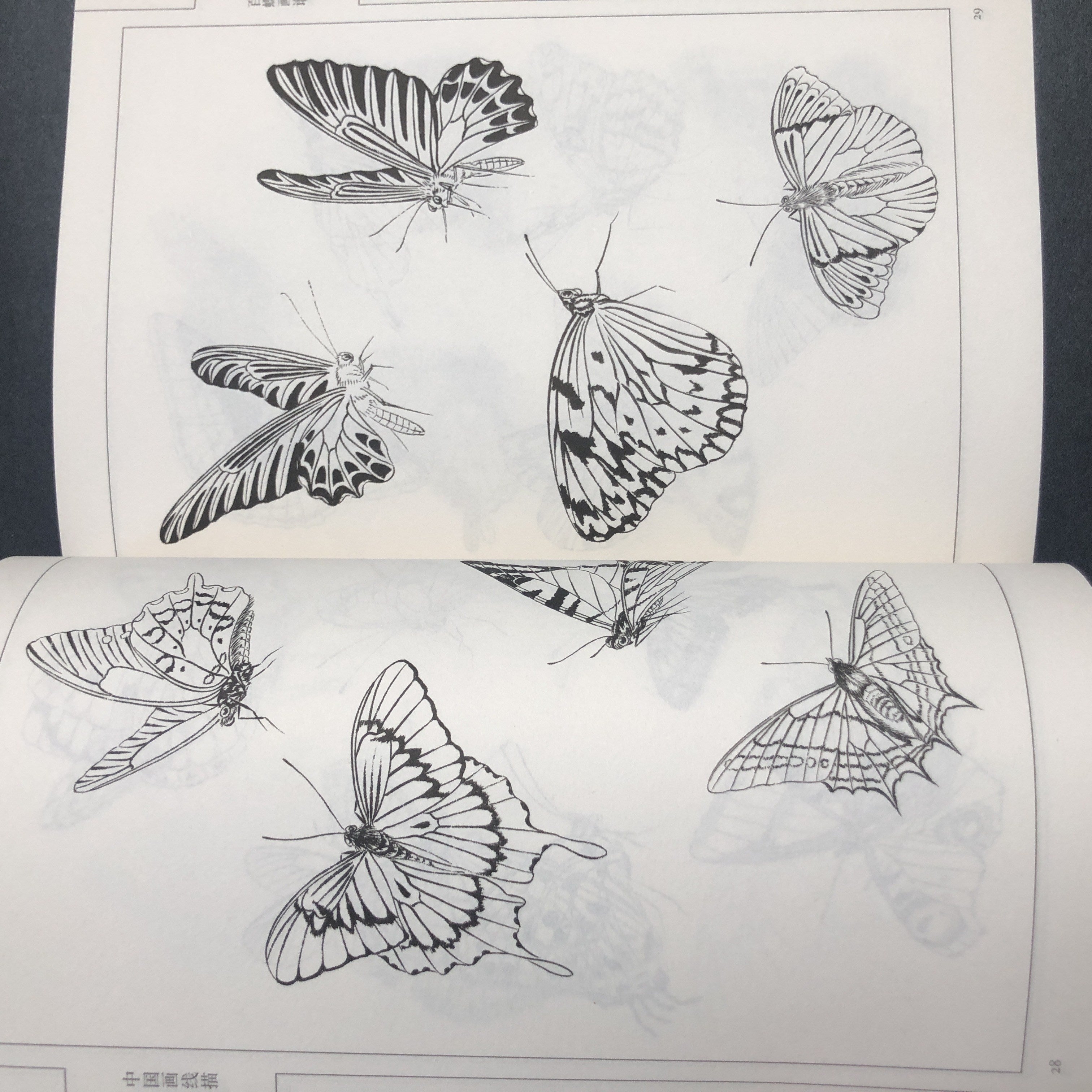 Chinese Painting Style Line Drawing Art Book of Hundred Butterflies