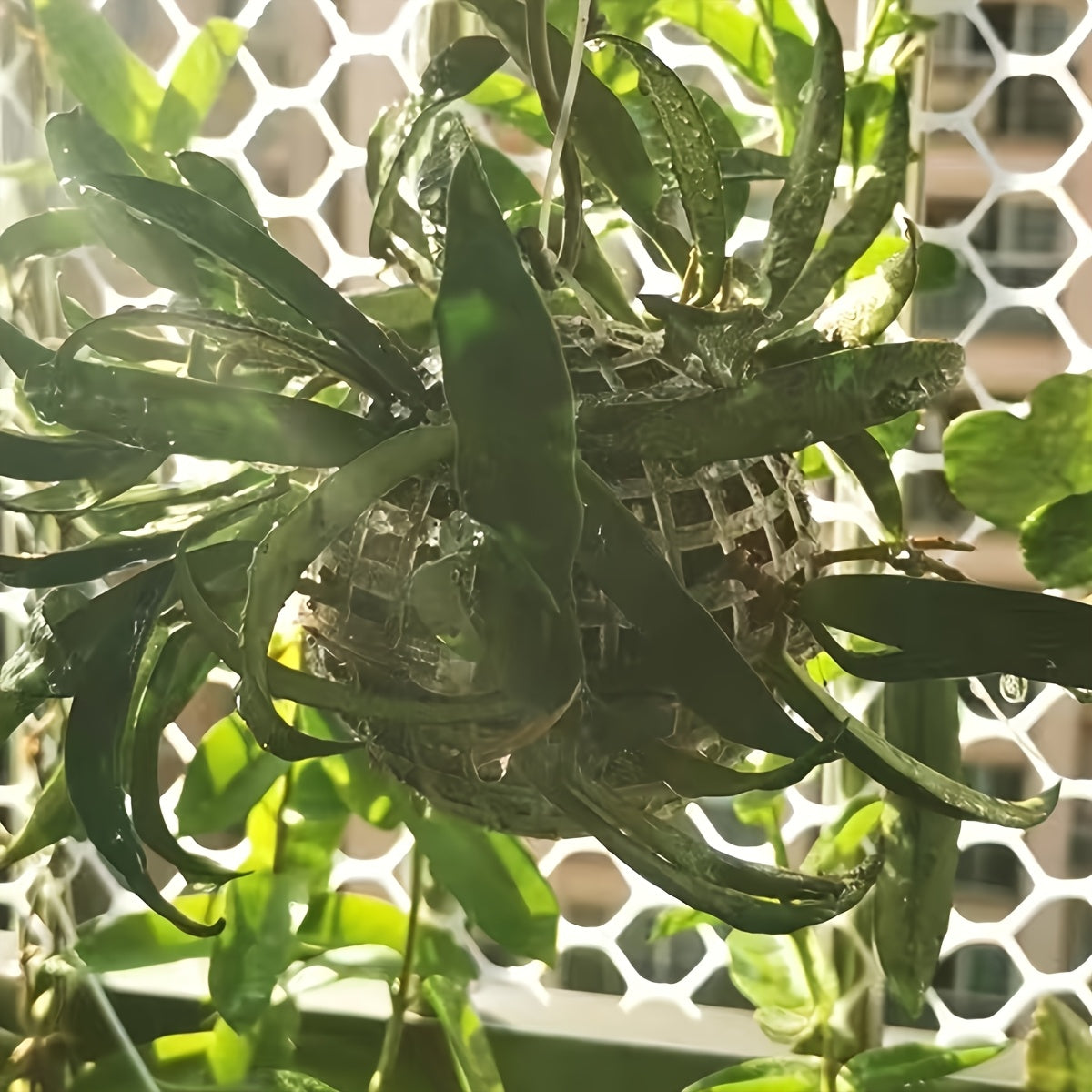 4pcs Moss Ball Holders for Fish Tank Decor High-Index Plastic Aquarium Accessories