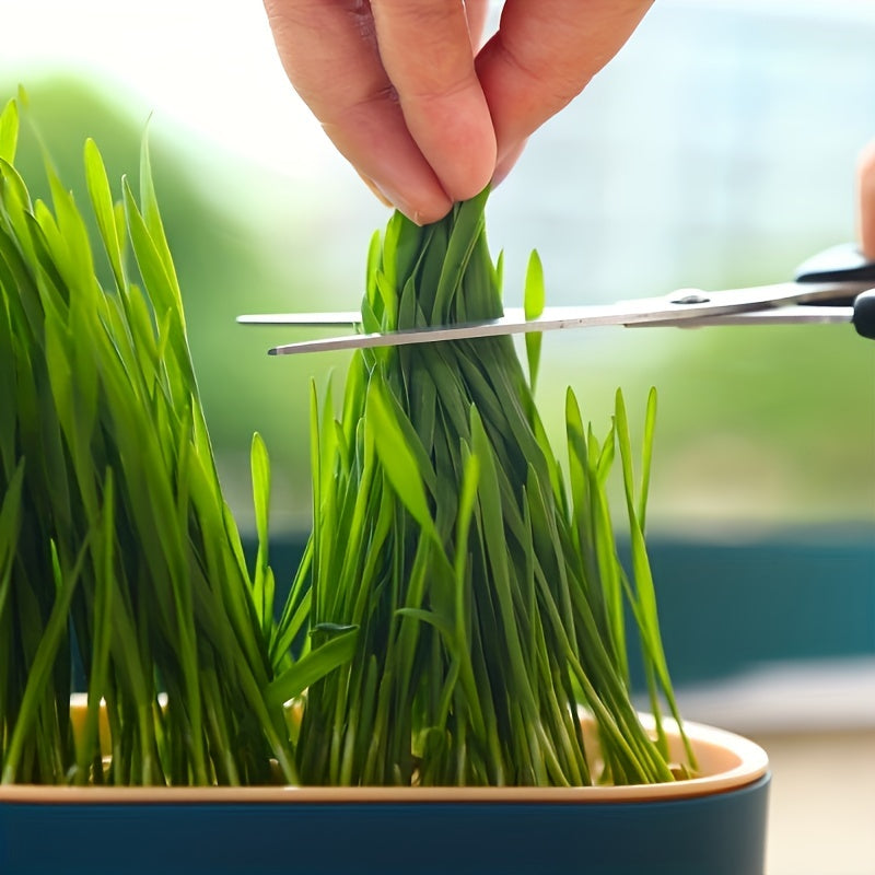 Gulchambar va urug'larni ekish uchun mushuk o'ti o'simlik qutisi