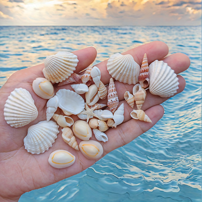 Seashell and Conch Mix for Aquarium Decor Fish Tank Ornaments Crafts