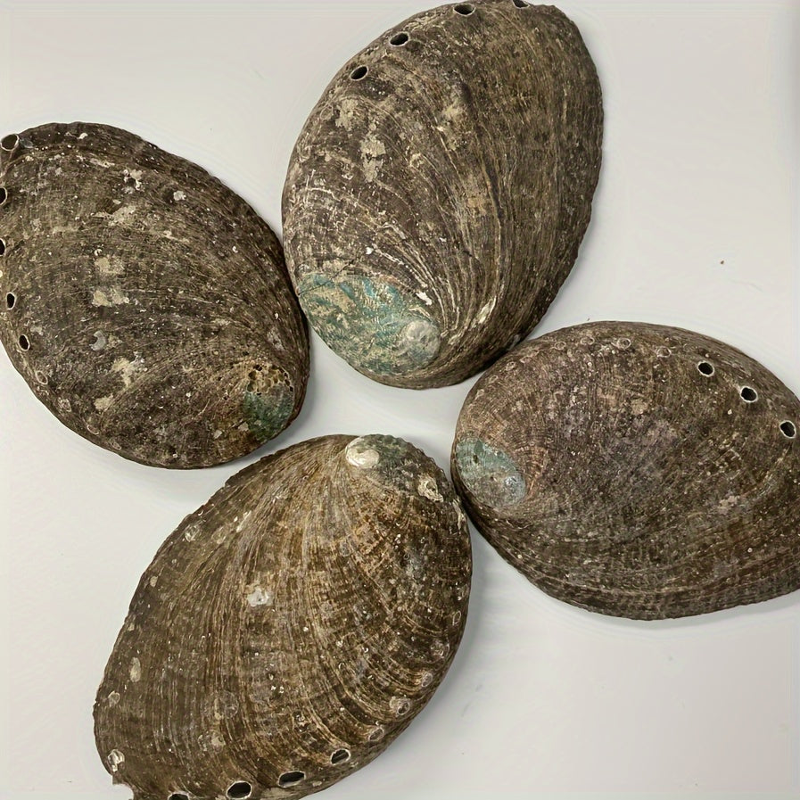 Large Abalone Shell Bowl for Smudging 9.65-11.94 cm