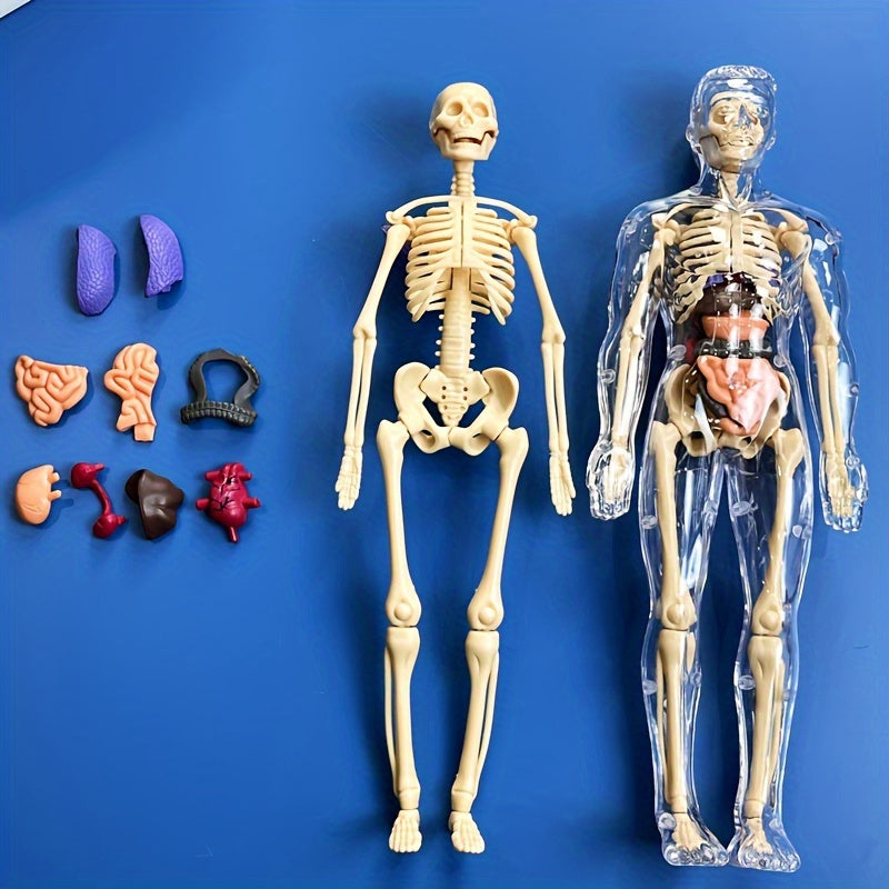 Educational Human Anatomy Model Kit with Clear Plastic Skeleton and Detachable Organs