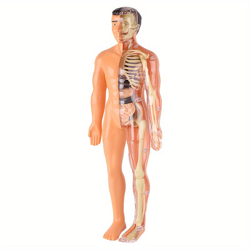 Children's Human Anatomy Model Set 30 Pieces Removable Skeleton and Torso Educational STEM Toy for Kids and Teens