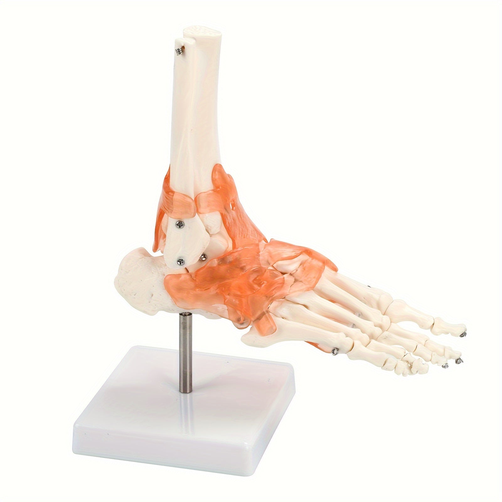 Plastic Human Ankle Joint Model with Ligaments 1:1 Scale Medical Teaching Tool