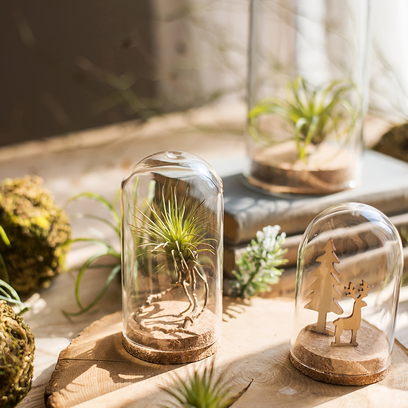 Vitrina de vidrio en forma de cúpula con base de corcho para paisajes en miniatura y flores