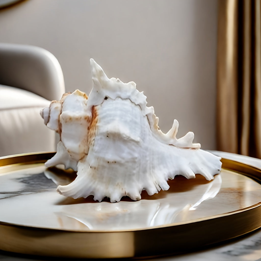 Natural Seashells for Aquarium Decor Fish Tank Landscaping