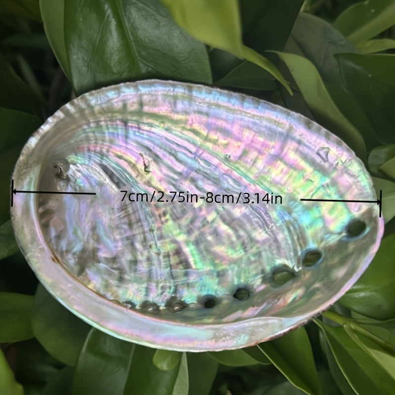 Large Abalone Shell Incense Burner for Sage Burning Home Decor 6.86-14.07 cm