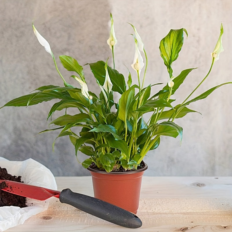 50 ta ekin idishlari drenaj teshiklari bilan, sukkulentlar, sabzavotlar, gullar va saplinglar uchun