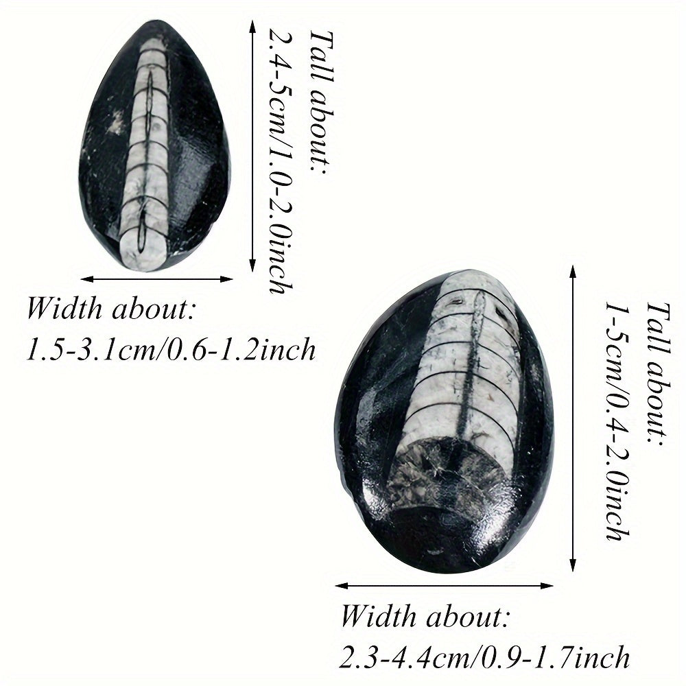 Natural Trilobite Stone with Unique Patterns for Decor and Educational Display