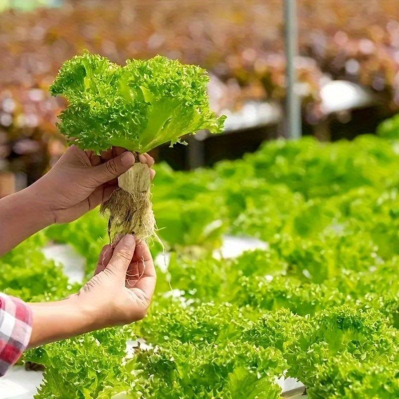 100 O'simlik ekish kubiklari qishloq xo'jaligi bog'lari maydonlari suv ombori uchun, tuproqsiz etishtirish