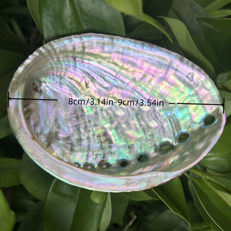 Large Abalone Shell Incense Burner for Sage Burning Home Decor 6.86-14.07 cm