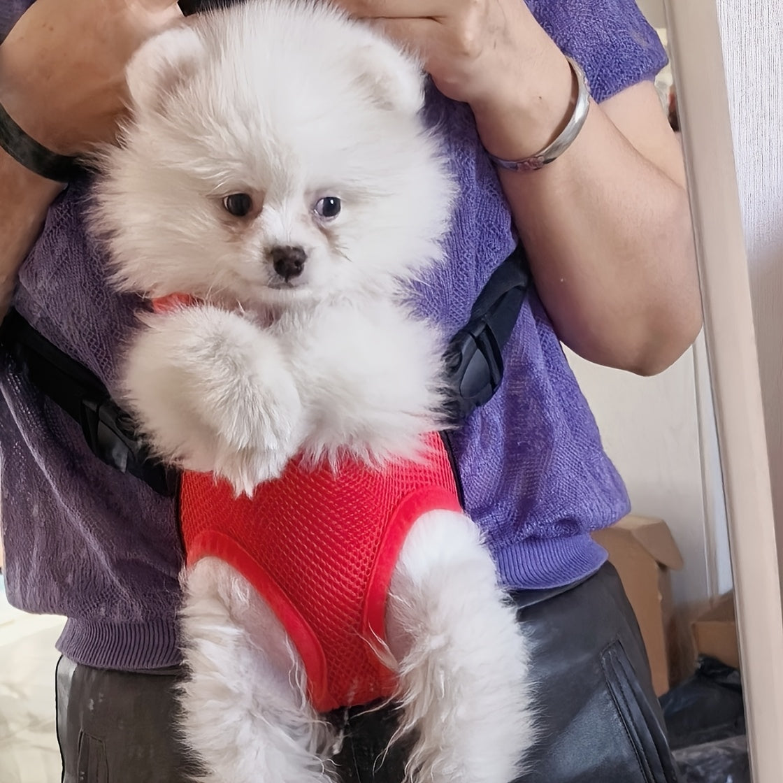 Pet Backpack for Small Dogs and Cats Breathable Mesh Zipper Carrier with Comfort Straps