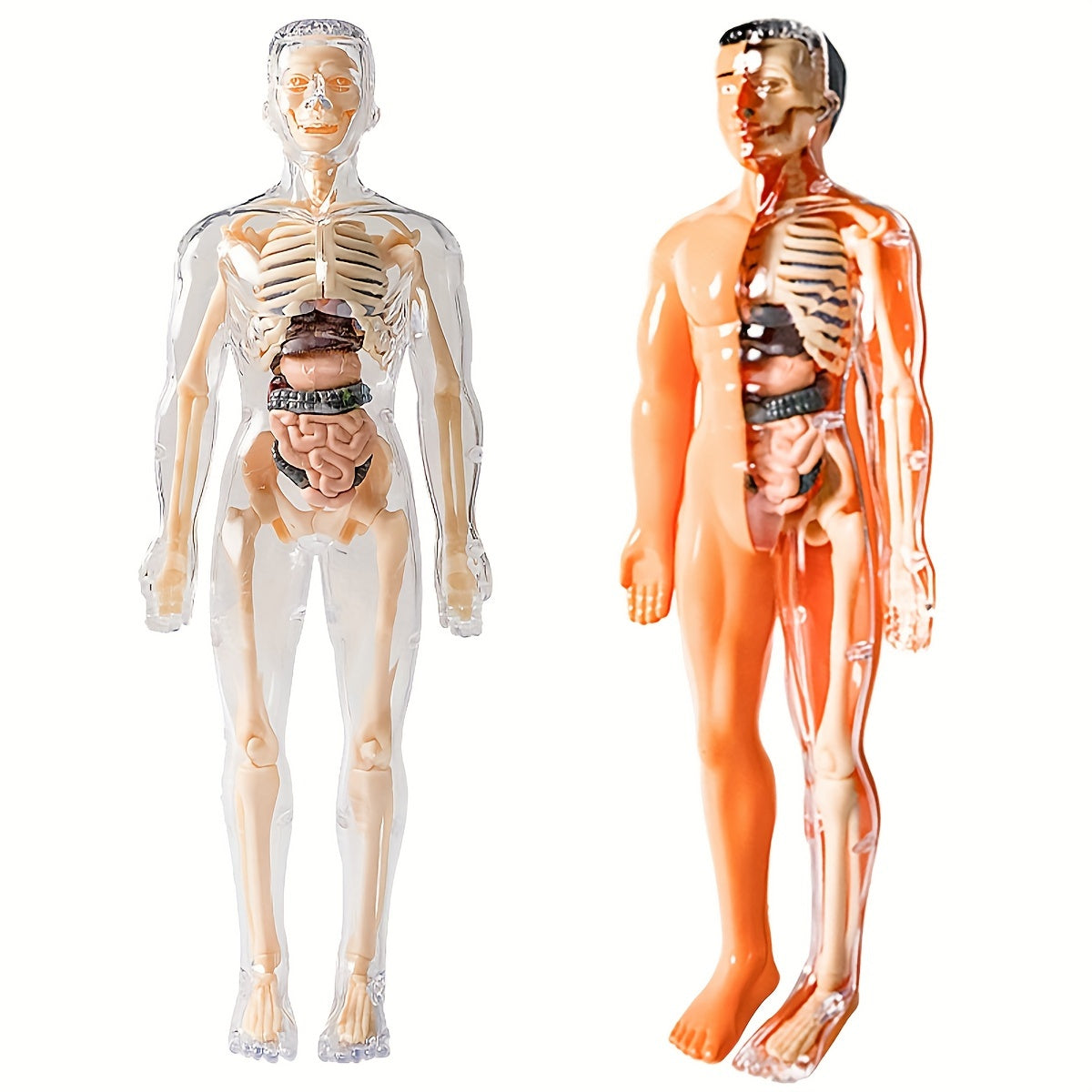 Educational Human Anatomy Model Kit with Clear Plastic Skeleton and Detachable Organs